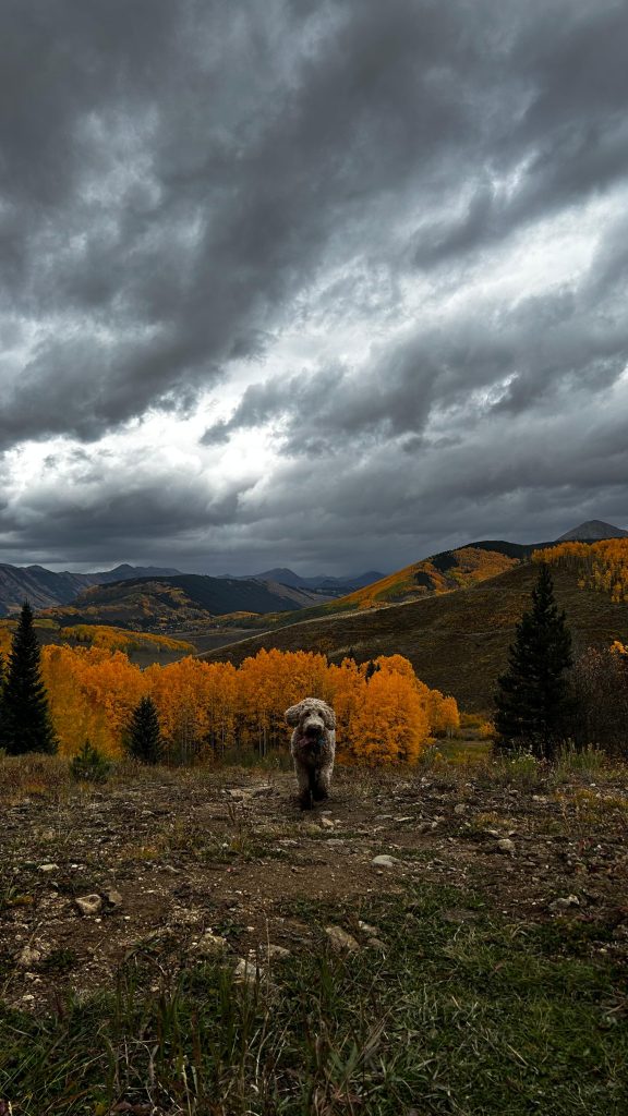 Practicing the art of doing nothing by taking a walk with the dog to chill out